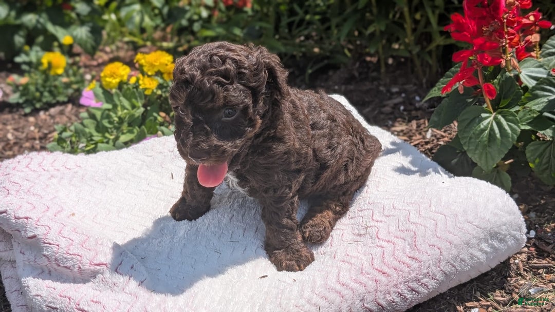 Toy Poodle dogs for sale: Zion - Image 13