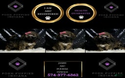 Miniature Poodle dogs for sale: Jamie - Image 3