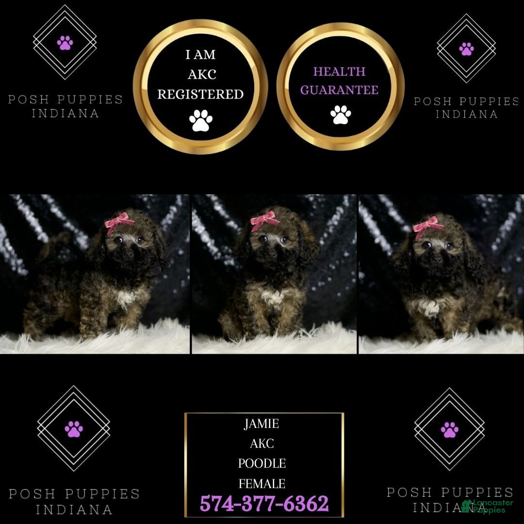 Miniature Poodle dogs for sale: Jamie - Image 3