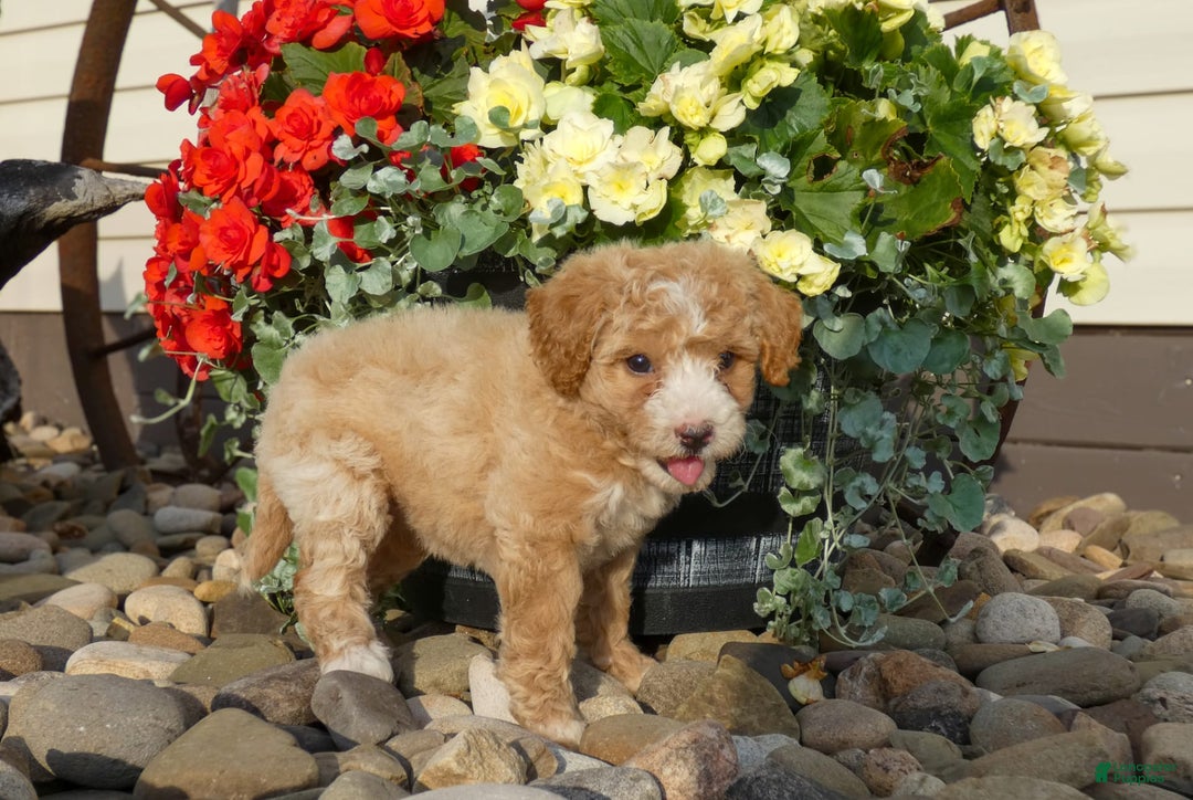 Bichpoo dogs for sale: Gracie - Image 4