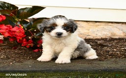 Mini Bernedoodle dogs for sale: Cocoa - Image 3