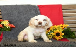 Cocker Spaniel dogs for sale: Pogo - Image 3
