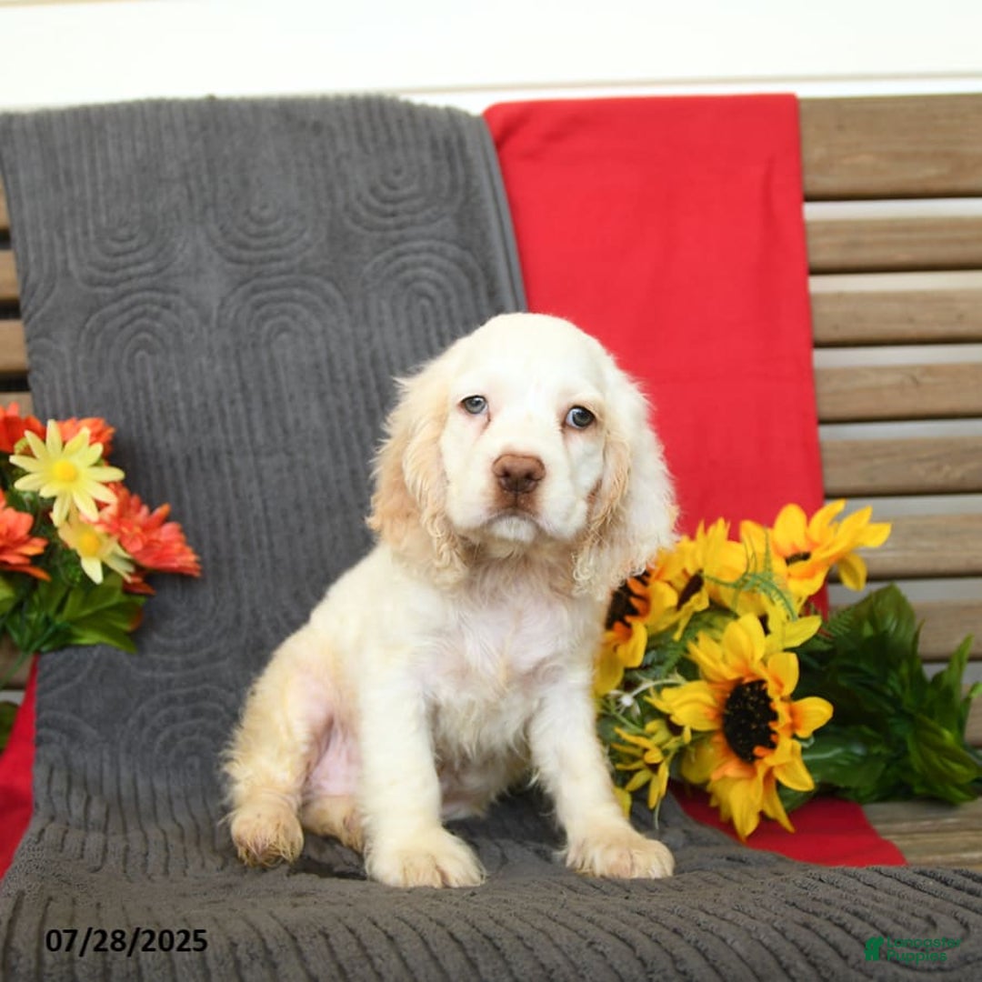 Cocker Spaniel dogs for sale: Pogo - Image 3