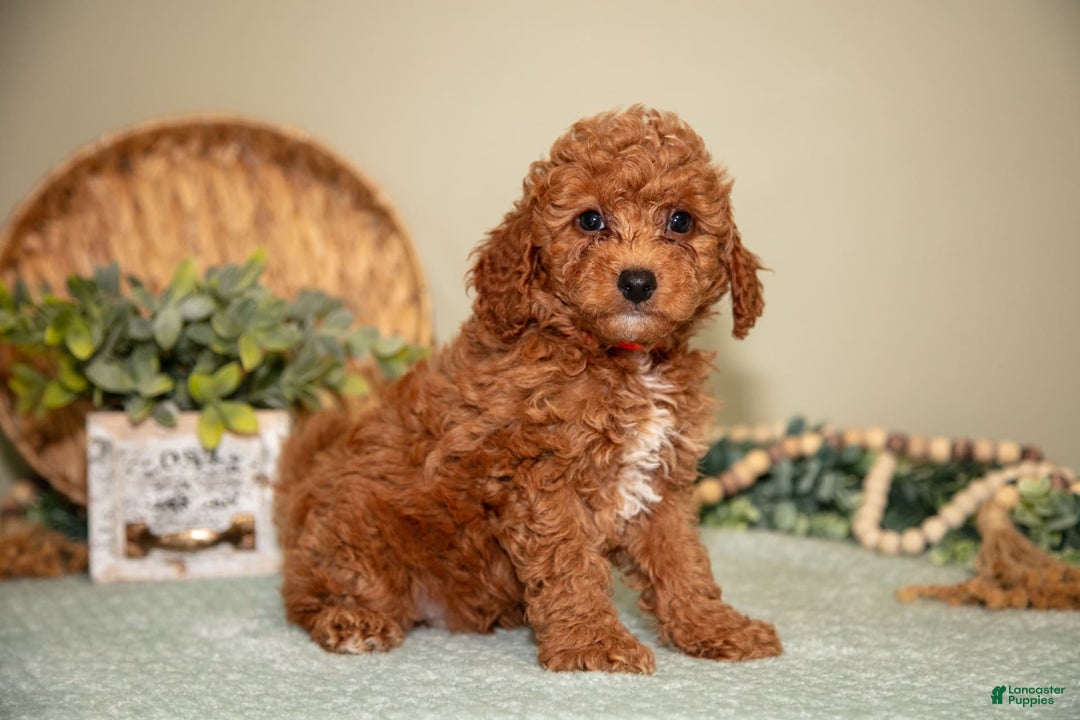 Mini Goldendoodle dogs for sale: Spencer - Image 2
