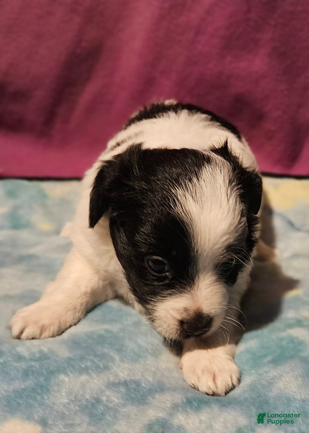 Chihuahua dogs for sale: Oscar - Image 10