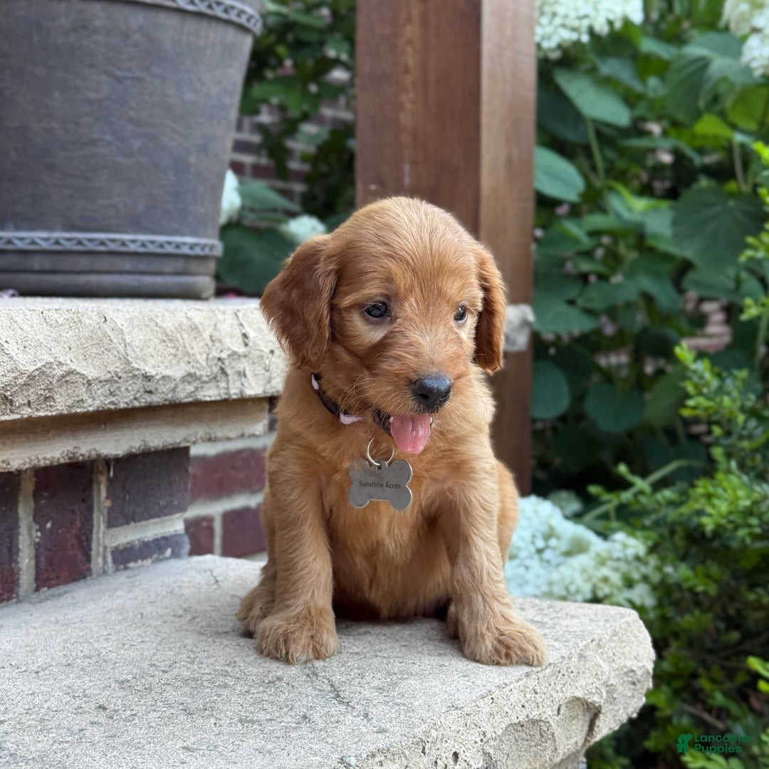 Goldendoodle dogs for sale: Ember - Image 8