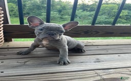 French Bulldog dogs for sale: French Bulldog 4 puppies - Image 1