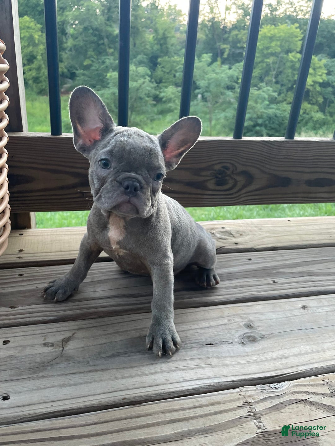 French Bulldog dogs for sale: French Bulldog 4 puppies - Image 1