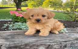 Yorkiepoo dogs for sale: Potter - Image 2