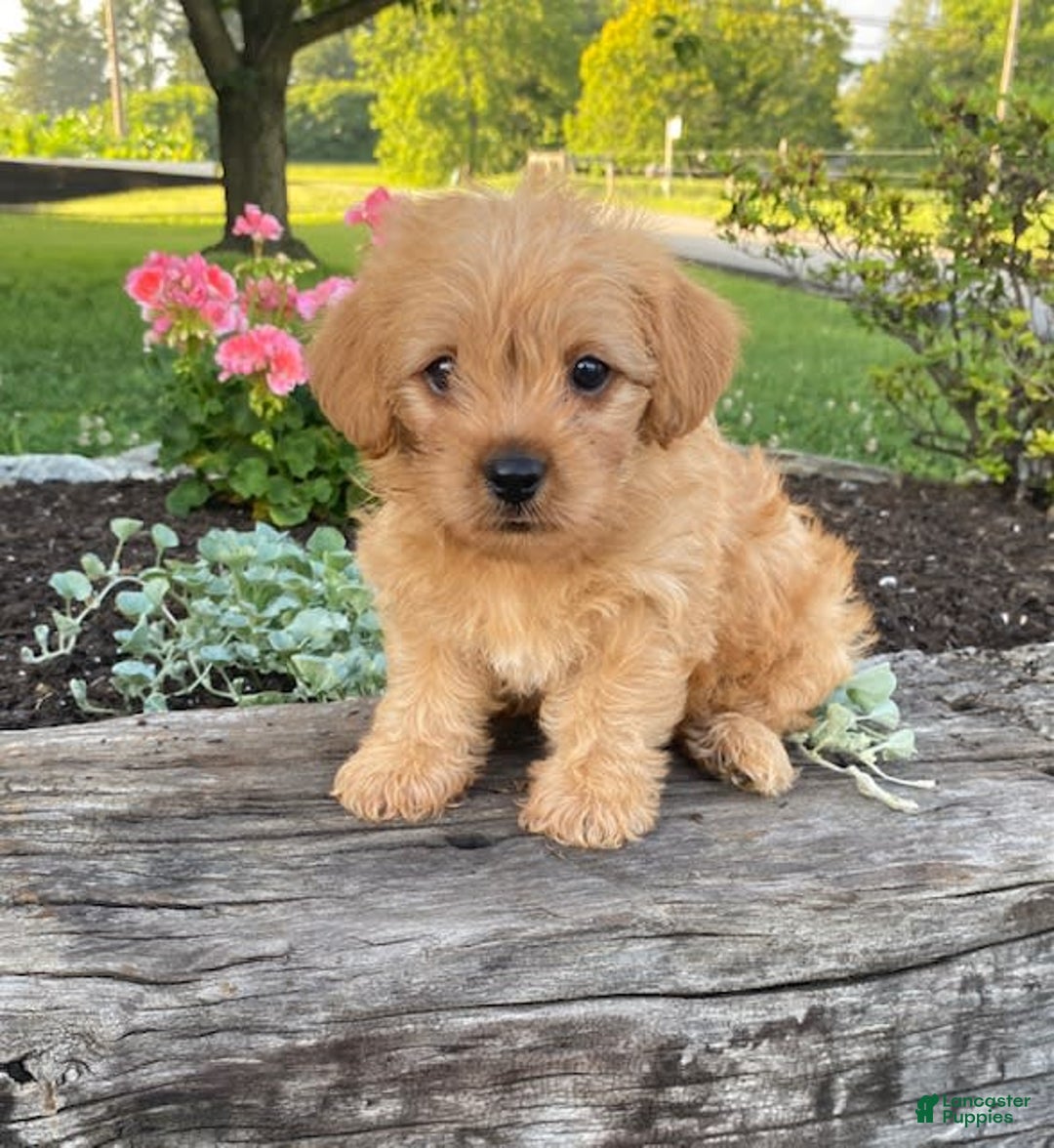 Yorkiepoo dogs for sale: Potter - Image 2
