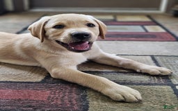 Labrador Retriever dogs for sale: Labrador Retriever 3 puppies - Image 3