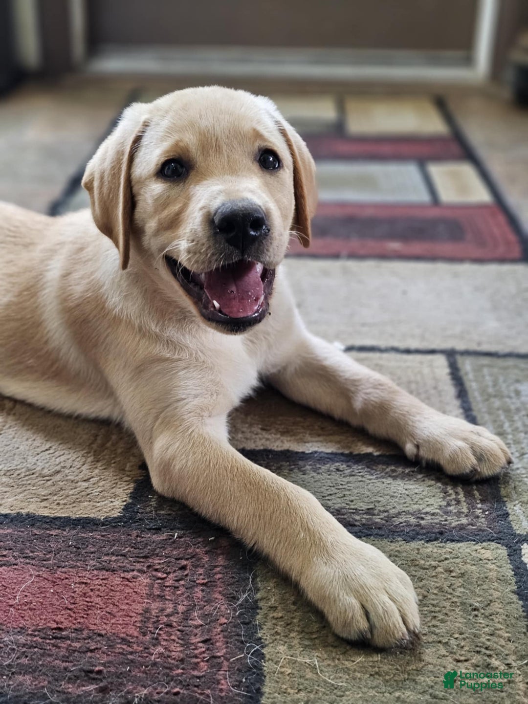 Labrador Retriever dogs for sale: Labrador Retriever 3 puppies - Image 3