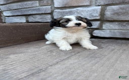 Teddy Bear dogs for sale: Elliott - Image 34