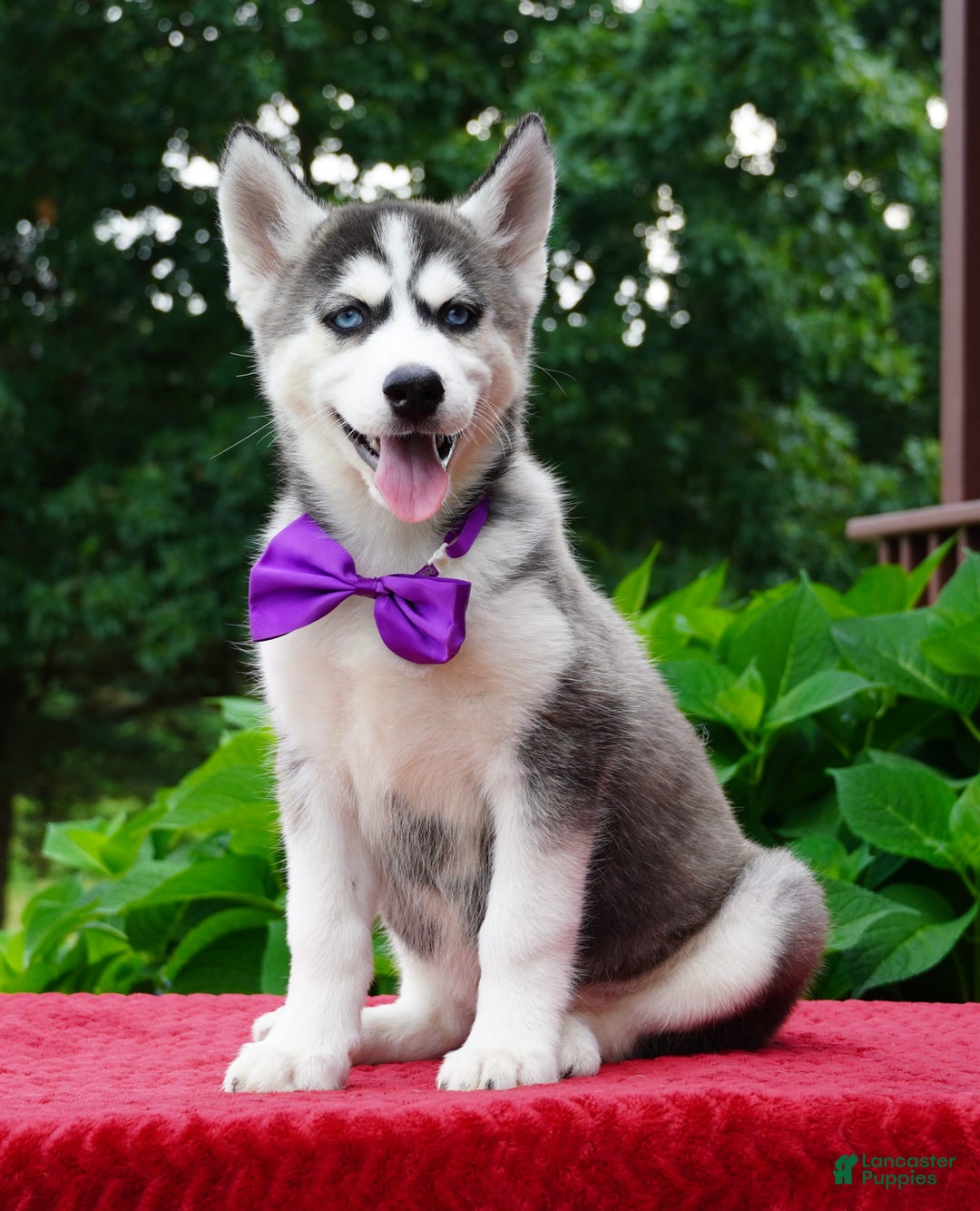 Siberian Husky dogs for sale: Stella - Image 2