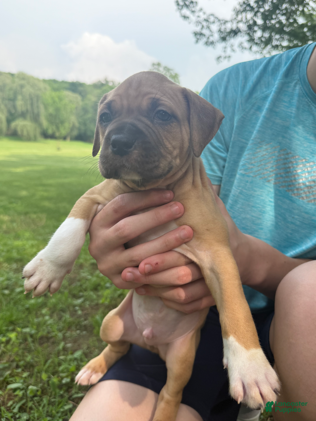 American Pit Bull Terrier dogs for sale: Spice - Image 1