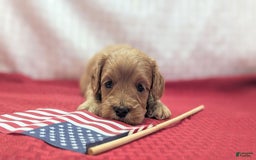 Cavapoo dogs for sale: Apollo - Image 13