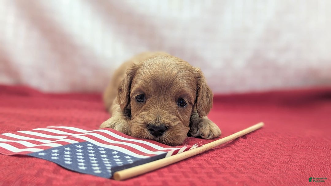 Cavapoo dogs for sale: Apollo - Image 13