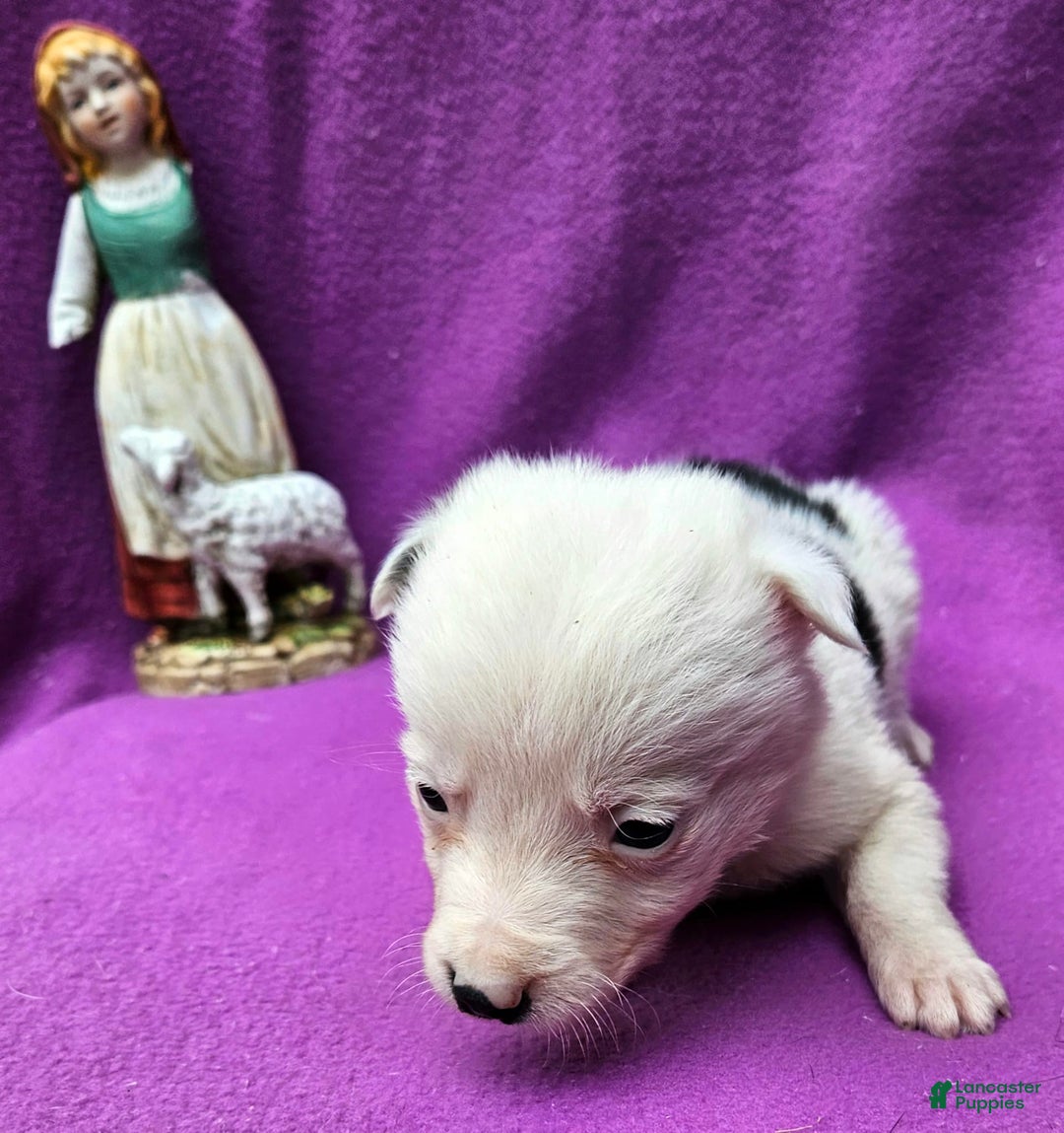 Border Collie dogs for sale: Dreami - Image 24