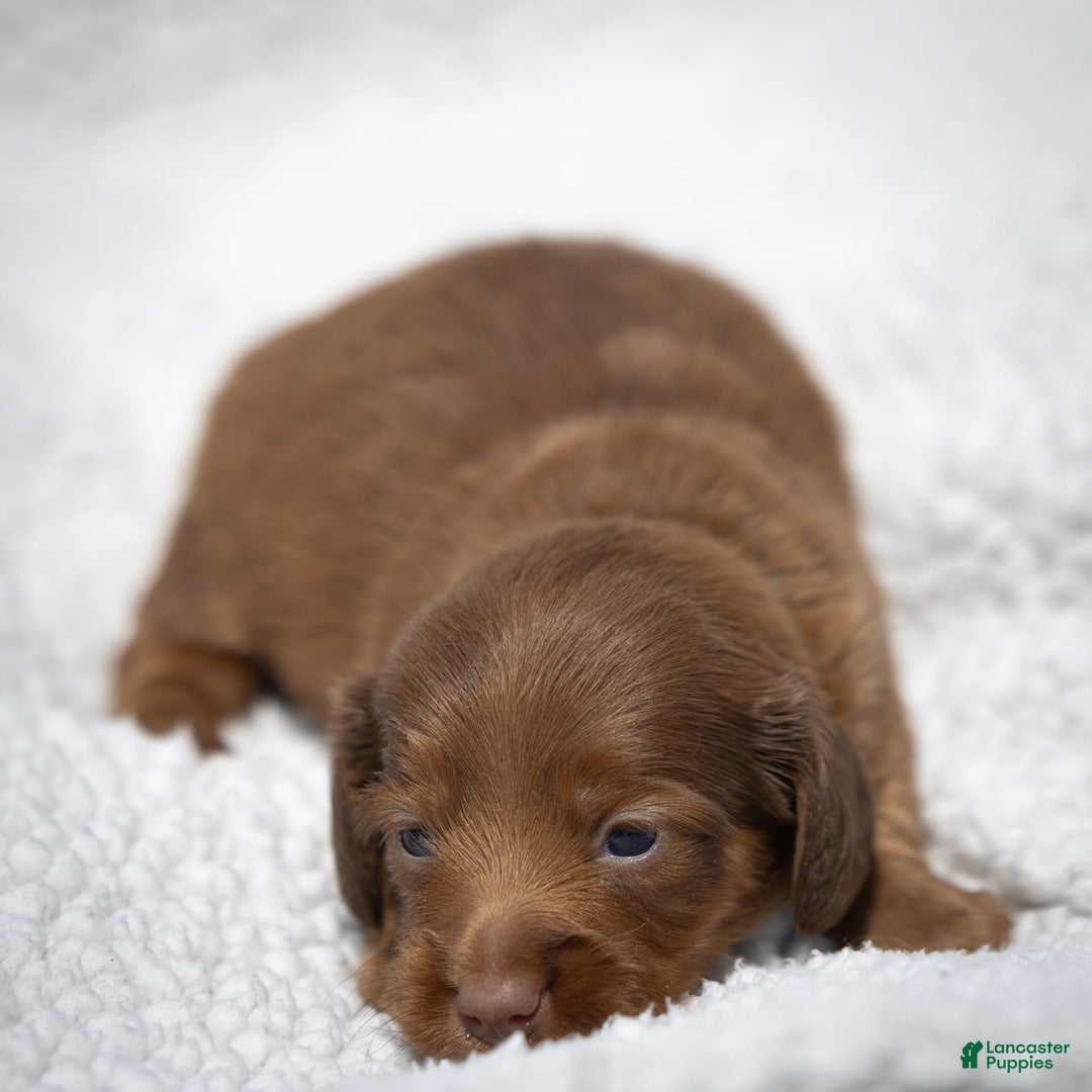 Miniature Dachshund dogs for sale: Crystal - Image 7
