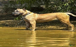 Presa Canario dogs for sale: Perro De Presa Canario - Image 9