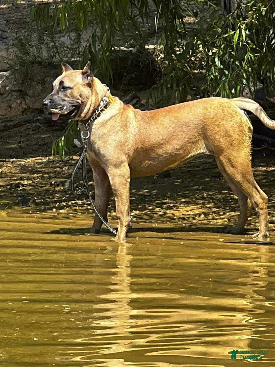 Presa Canario dogs for sale: Perro De Presa Canario - Image 9