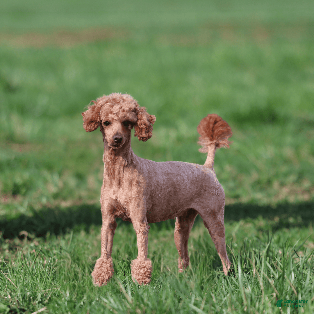 Toy Poodle dogs for sale: Ellie - Image 19