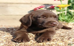 Labrador Retriever dogs for sale: Eric - Image 5