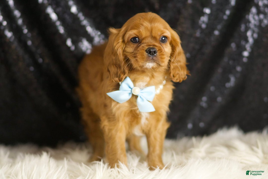 Cavalier King Charles Spaniel dogs for sale: Charmer - Image 4