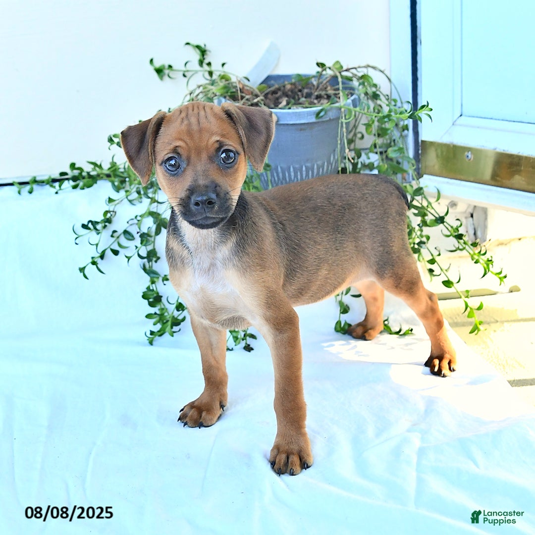 Miniature Pinscher dogs for sale: Evening Sun - Image 1