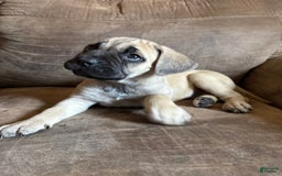 Cane Corso dogs for sale: Simea - Image 1