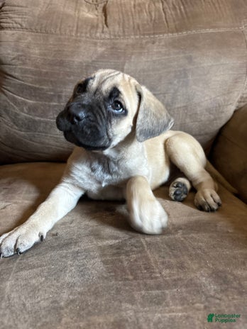 Cane Corso dogs for sale - Ad 3
