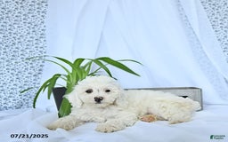 Mini Goldendoodle dogs for sale: Sophie - Image 9