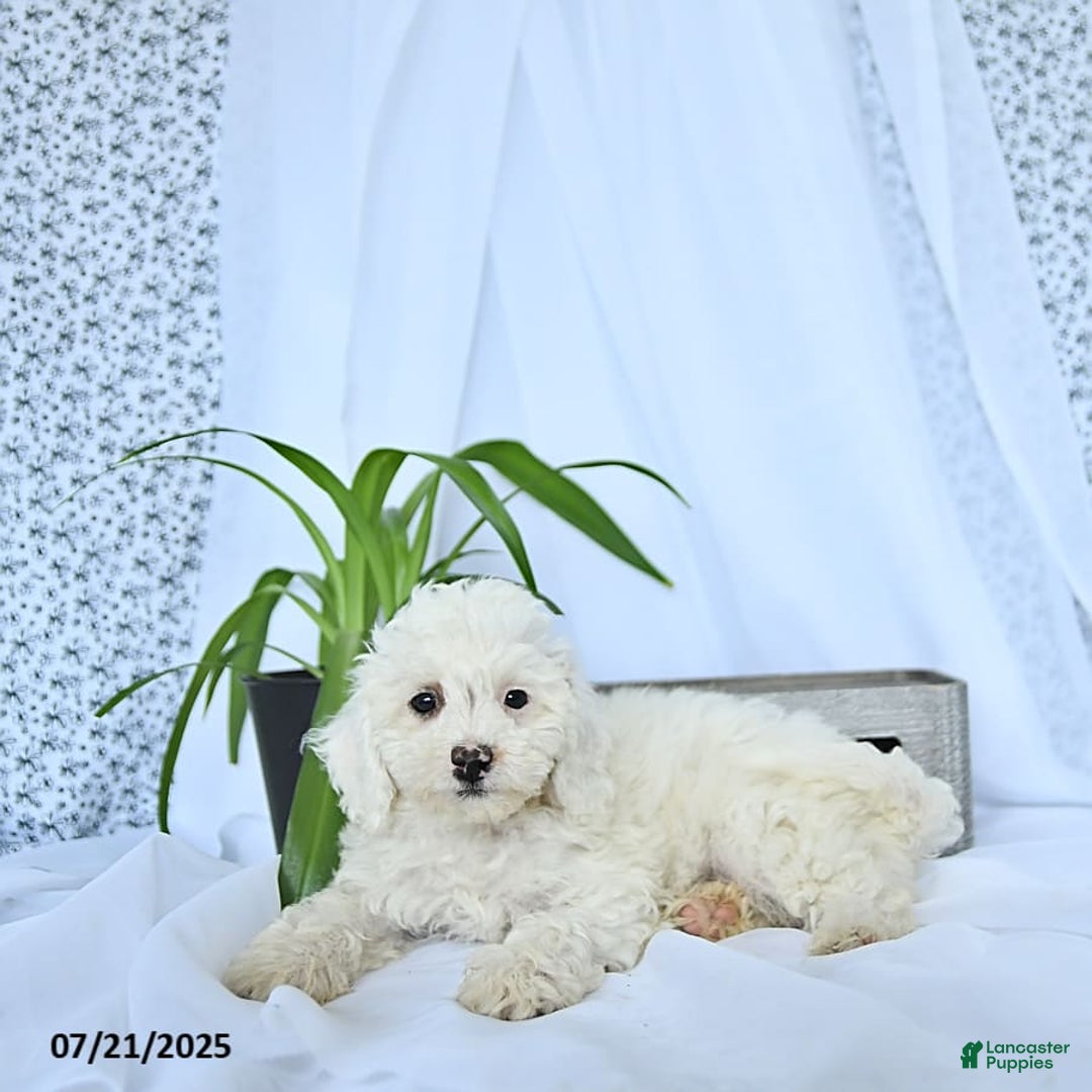 Mini Goldendoodle dogs for sale: Sophie - Image 9