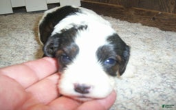 Cavapoo dogs for sale: Oliver - Image 3
