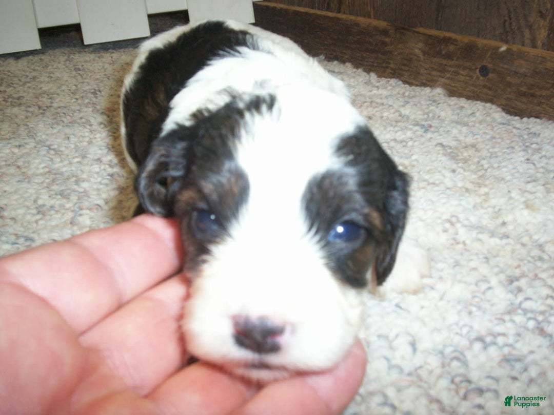 Cavapoo dogs for sale: Oliver - Image 3