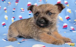 Cairn Terrier dogs for sale: Elmer - Image 2