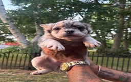 French Bulldog dogs for sale: Remy - Image 2