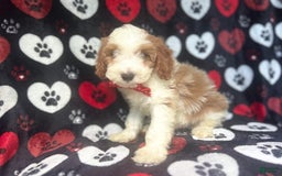 Cavapoo dogs for sale: Ace - Image 2