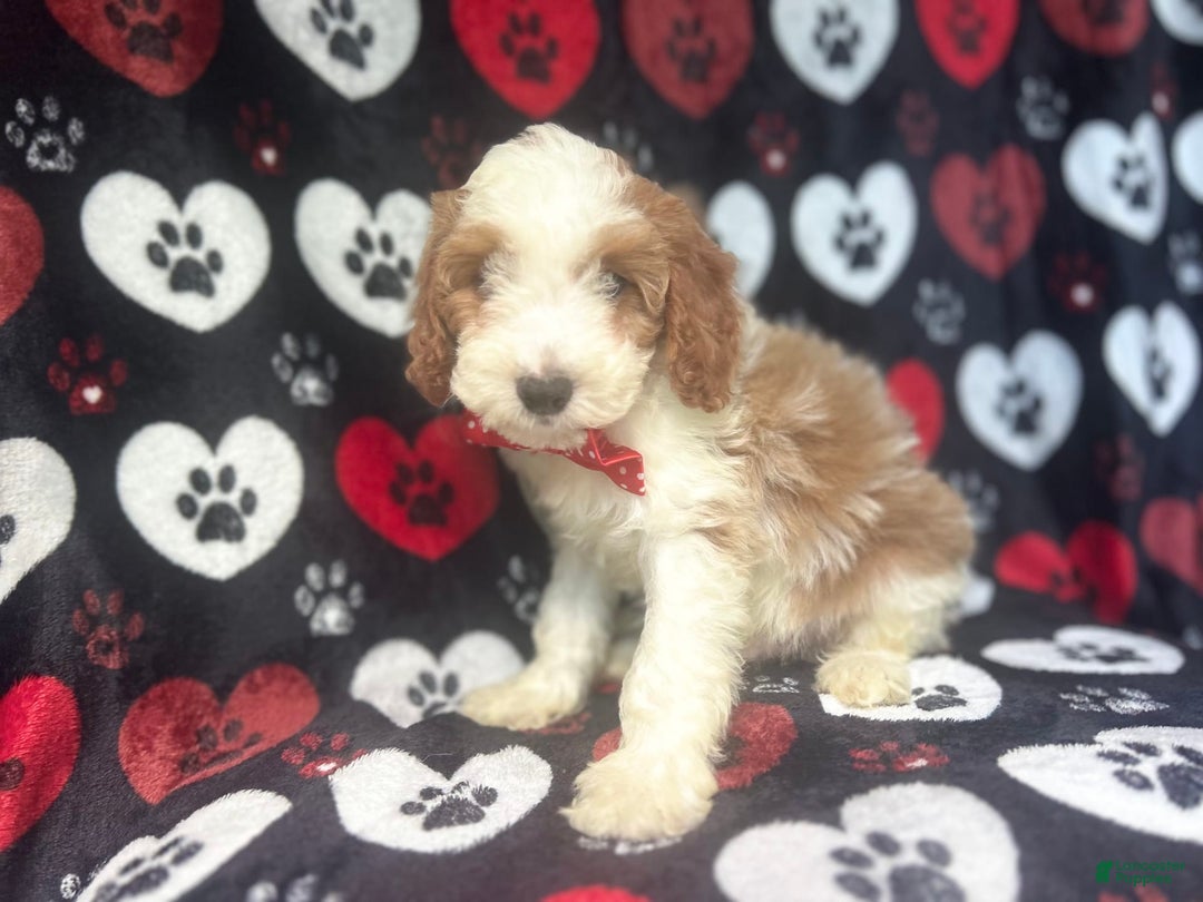 Cavapoo dogs for sale: Ace - Image 2