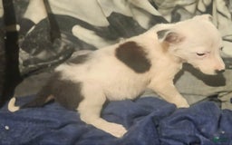 Border Collie dogs for sale: Dreami - Image 21