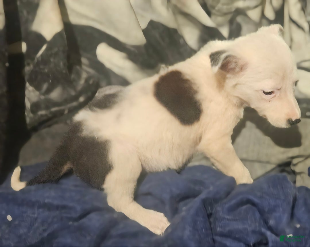 Border Collie dogs for sale: Dreami - Image 21