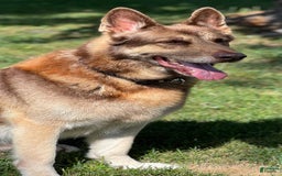 German Shepherd dogs for stud: Rafiki Von Moyer Haus - Image 3