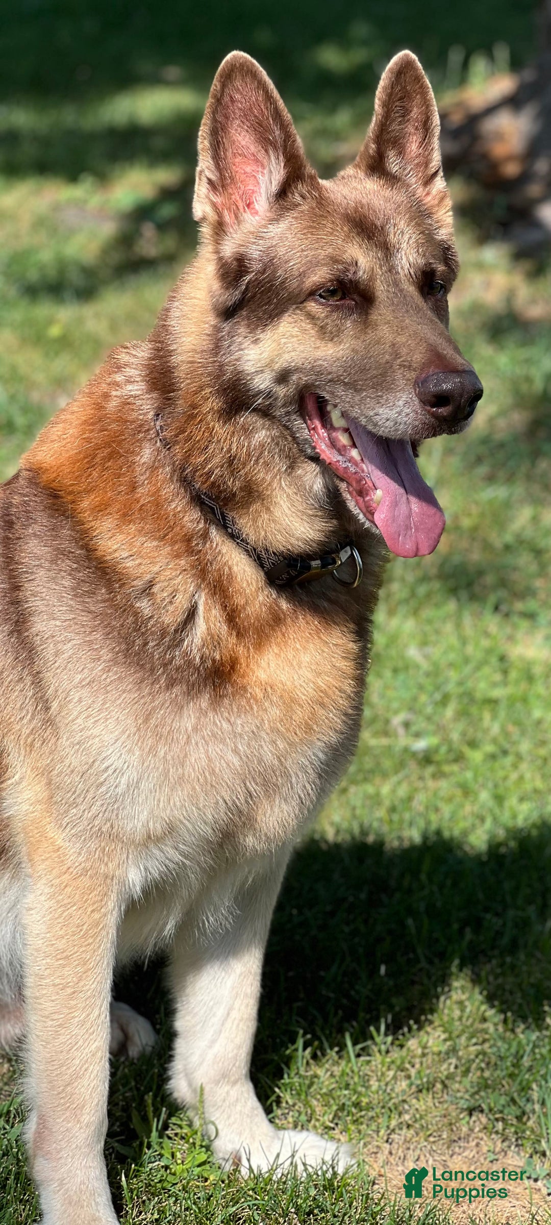 German Shepherd dogs for stud: Rafiki Von Moyer Haus - Image 3