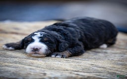 Mini Bernedoodle dogs for sale: Ozzy - Image 1