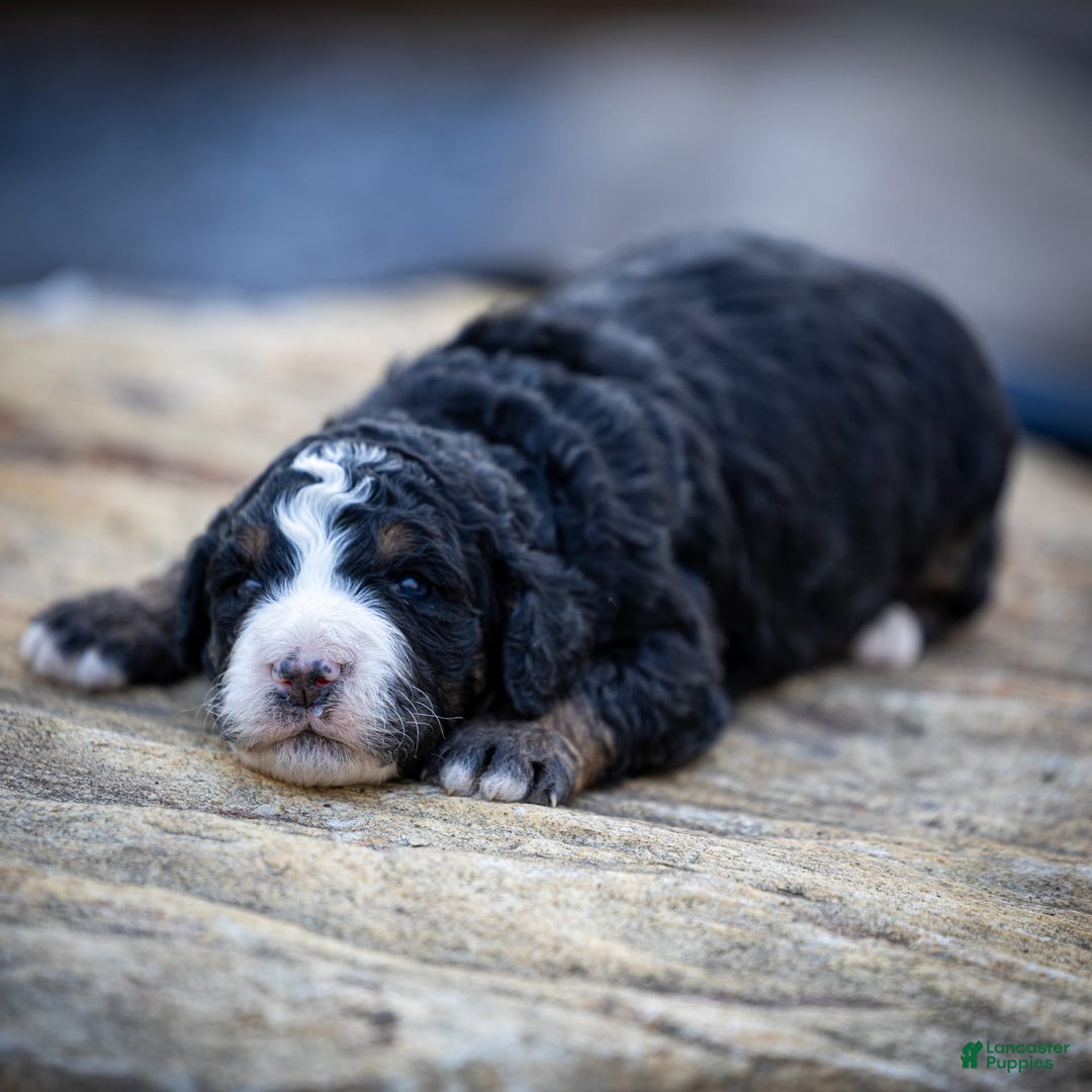 Mini Bernedoodle dogs for sale: Ozzy - Image 1
