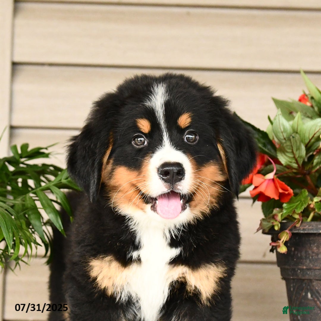 Bernese Mountain Dog dogs for sale: Bandit - Image 11