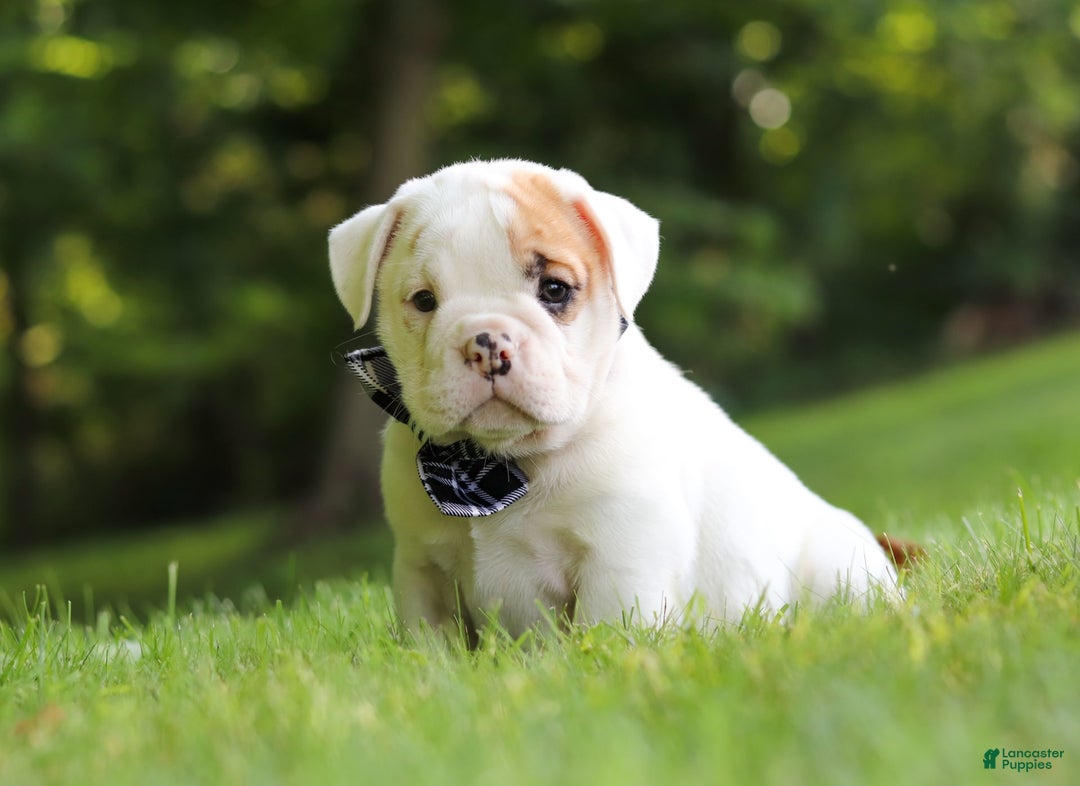 Beabull dogs for sale: Rockstar - Image 5