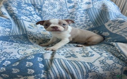 Boston Terrier dogs for sale: Carson - Image 3