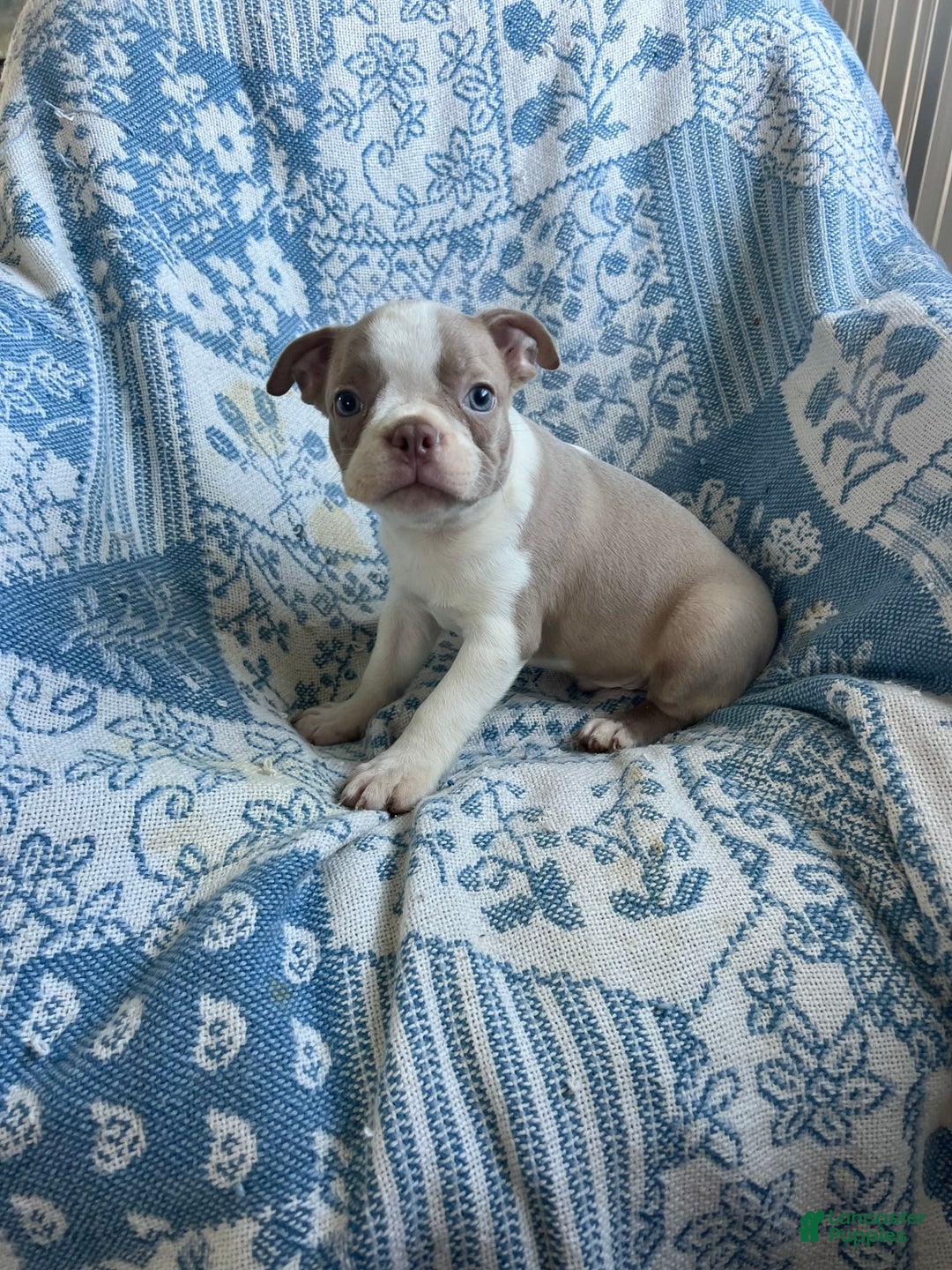 Boston Terrier dogs for sale: Carson - Image 3