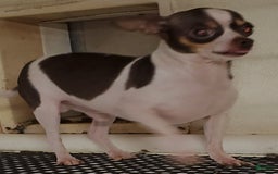 Chihuahua dogs for sale: Spunky - Image 9